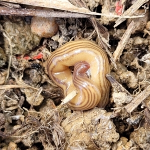 Fletchamia quinquelineata at Dry Plain, NSW - 25 Sep 2022