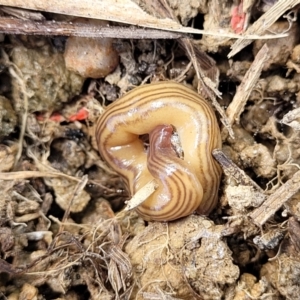 Fletchamia quinquelineata at Dry Plain, NSW - 25 Sep 2022