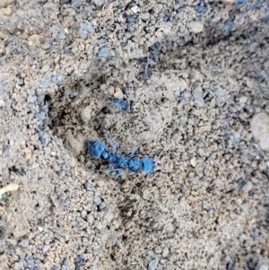 Myrmecia sp. (genus) at Dry Plain, NSW - 25 Sep 2022