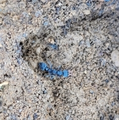 Myrmecia sp. (genus) (Bull ant or Jack Jumper) at Top Hut TSR - 25 Sep 2022 by trevorpreston