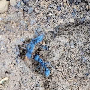 Myrmecia sp. (genus) at Dry Plain, NSW - 25 Sep 2022