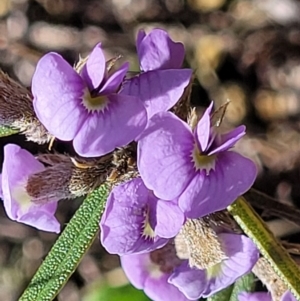 Hovea heterophylla at Dry Plain, NSW - 25 Sep 2022 11:50 AM