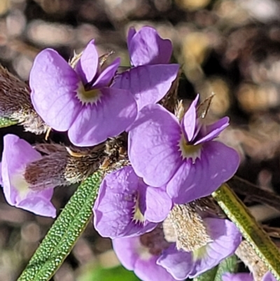 Hovea heterophylla (Common Hovea) at Dry Plain, NSW - 25 Sep 2022 by trevorpreston