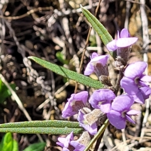 Hovea heterophylla at Dry Plain, NSW - 25 Sep 2022