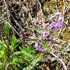 Hovea heterophylla at Dry Plain, NSW - 25 Sep 2022