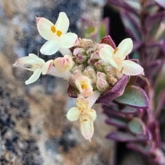 Pimelea glauca (Smooth Rice Flower) at Top Hut TSR - 25 Sep 2022 by trevorpreston