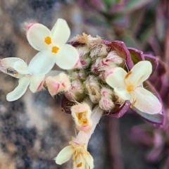 Pimelea glauca at Dry Plain, NSW - 25 Sep 2022 11:49 AM