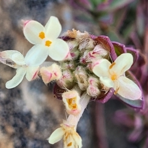 Pimelea glauca at Dry Plain, NSW - 25 Sep 2022 11:49 AM