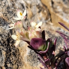 Pimelea glauca at Dry Plain, NSW - 25 Sep 2022