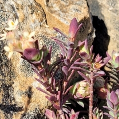 Pimelea glauca at Dry Plain, NSW - 25 Sep 2022 11:49 AM