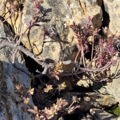 Pimelea glauca at Dry Plain, NSW - 25 Sep 2022