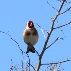 Carduelis carduelis (European Goldfinch) at Hume, ACT - 25 Sep 2022 by RodDeb