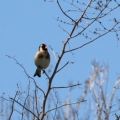 Carduelis carduelis at Hume, ACT - 25 Sep 2022 11:38 AM