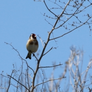 Carduelis carduelis at Hume, ACT - 25 Sep 2022