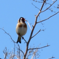 Carduelis carduelis at Hume, ACT - 25 Sep 2022