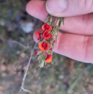 Dillwynia sericea at Bungendore, NSW - 25 Sep 2022