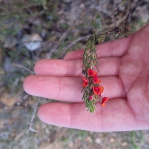 Dillwynia sericea at Bungendore, NSW - 25 Sep 2022 04:30 PM