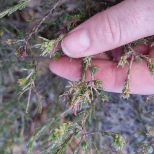 Dillwynia sericea at Bungendore, NSW - 25 Sep 2022