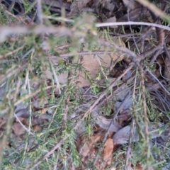 Dillwynia sericea at Bungendore, NSW - 25 Sep 2022