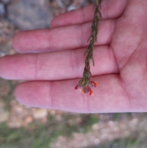 Dillwynia sericea at Bungendore, NSW - 25 Sep 2022