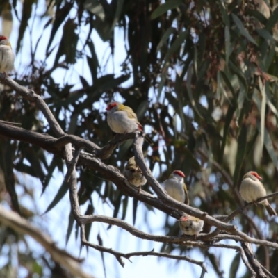 Neochmia temporalis (Red-browed Finch) at Hume, ACT - 25 Sep 2022 by RodDeb