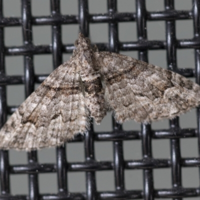 Phrissogonus laticostata (Apple looper moth) at Higgins, ACT - 24 Sep 2022 by AlisonMilton