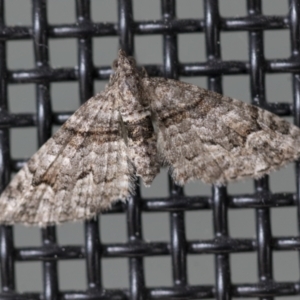 Phrissogonus laticostata at Higgins, ACT - 24 Sep 2022