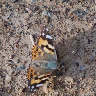 Vanessa kershawi (Australian Painted Lady) at QPRC LGA - 25 Sep 2022 by clarehoneydove