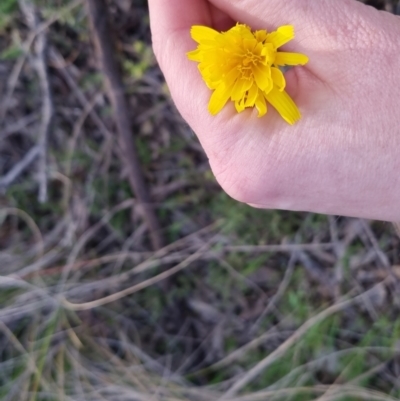 Microseris walteri (Yam Daisy, Murnong) at Bungendore, NSW - 25 Sep 2022 by clarehoneydove