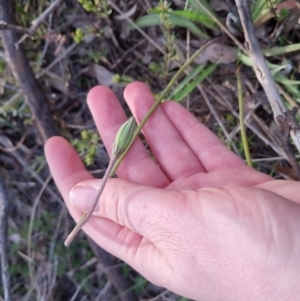 Microseris walteri at Bungendore, NSW - 25 Sep 2022