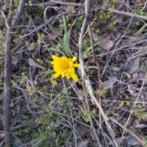 Microseris walteri at Bungendore, NSW - 25 Sep 2022 04:28 PM