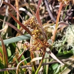 Luzula meridionalis (Common Woodrush) at Top Hut TSR - 25 Sep 2022 by trevorpreston