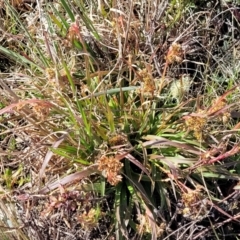 Luzula meridionalis at Dry Plain, NSW - 25 Sep 2022