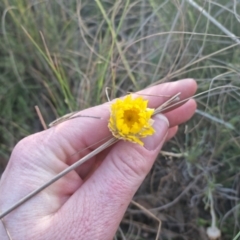 Leucochrysum albicans subsp. albicans (Hoary Sunray) at Bungendore, NSW - 25 Sep 2022 by clarehoneydove