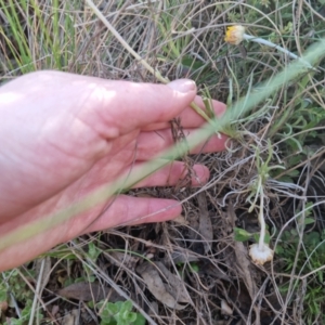 Leucochrysum albicans subsp. albicans at Bungendore, NSW - 25 Sep 2022 04:14 PM