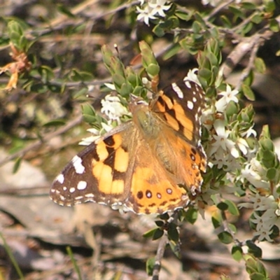 Vanessa kershawi (Australian Painted Lady) at Mount Taylor - 25 Sep 2022 by MatthewFrawley