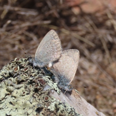 Zizina otis (Common Grass-Blue) at Tuggeranong Hill - 25 Sep 2022 by owenh