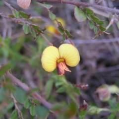Bossiaea buxifolia (Matted Bossiaea) at Kambah, ACT - 25 Sep 2022 by MatthewFrawley