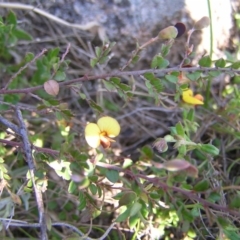 Bossiaea buxifolia at Kambah, ACT - 25 Sep 2022