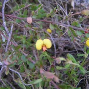 Bossiaea buxifolia at Kambah, ACT - 25 Sep 2022
