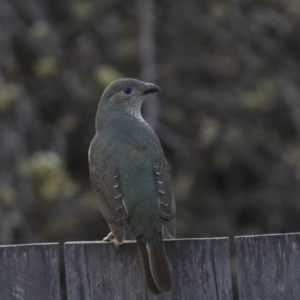 Ptilonorhynchus violaceus at Higgins, ACT - 24 Sep 2022