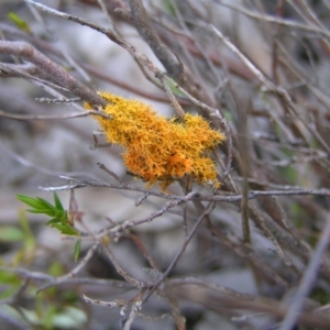 Teloschistes sp. (genus) at Kambah, ACT - 25 Sep 2022 02:17 PM