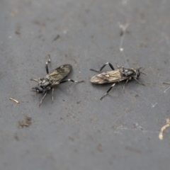 Exaireta spinigera (Garden Soldier Fly) at Higgins, ACT - 21 Sep 2022 by AlisonMilton