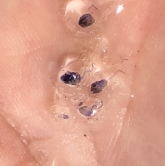 Unverified Jellyfish or Hydroid  at Valla Beach, NSW - 25 Sep 2022 by Topknot