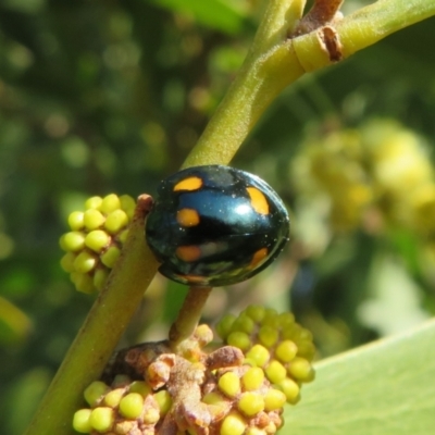 Orcus australasiae (Orange-spotted Ladybird) at Wayo, NSW - 25 Sep 2022 by Christine