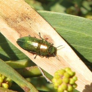 Melobasis sp. (genus) at Wayo, NSW - 25 Sep 2022 03:26 PM