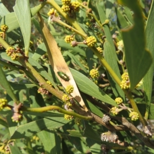 Melobasis sp. (genus) at Wayo, NSW - 25 Sep 2022