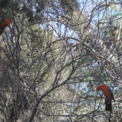 Alisterus scapularis (Australian King-Parrot) at Kaleen, ACT - 20 Sep 2022 by Tammy