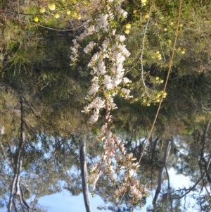 Leucopogon fletcheri subsp. brevisepalus at Banks, ACT - 25 Sep 2022
