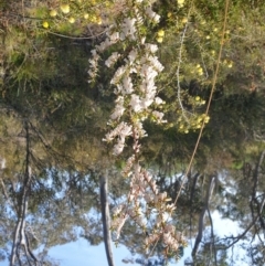 Leucopogon fletcheri subsp. brevisepalus (Twin Flower Beard-Heath) at Banks, ACT - 25 Sep 2022 by Cuckoo